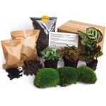 Kit de Terrarium végétal - Calathea Makoyana - 3 Plantes de Terrarium - Recharge et kit de démarrage pour Terrarium DIY - Plante en Mini écosystème