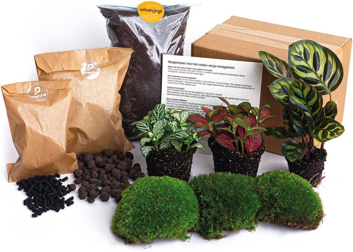 Kit de Terrarium végétal - Calathea Makoyana - 3 Plantes de Terrarium - Recharge et kit de démarrage pour Terrarium DIY - Plante en Mini écosystème