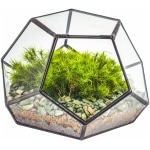 NCYP 18x18x12,5 cm Petit Terrarium géométrique en Verre avec Porte, Pot de Fleurs à Fermeture pentagone Noir pour Plantes succulentes, Décoration de Table Fait à la Main (Terrarium Uniquement)