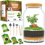 PYEF CRAFTS DIY Kit Terrarium Plante XL avec Verre - Terrarium Plante Verre 4L - Kit DIY a Faire Pousser pour Jardin en Bouteille - Terrarium en Verre XL - sans Plante (Kit avec Bouteille 4L)